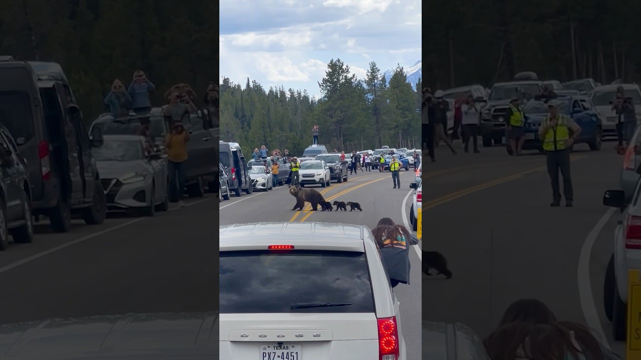 Bear Stops Traffic With Her Cubs