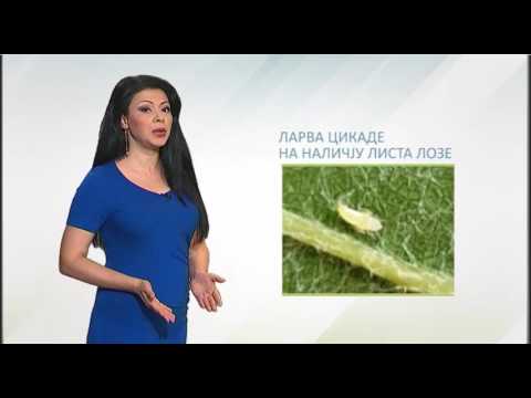 Zelena prognoza, 21.6.2016. - O drugom tretmanu u zasadima vinove loze protiv cikada