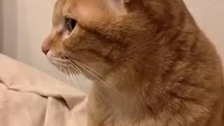 ライブ配信は明日の日曜日21:00に変更します！すみません;