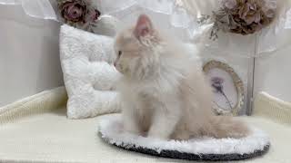 スコティッシュストレートの動画01