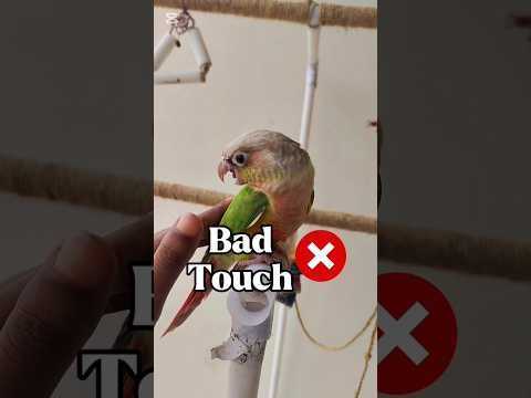 Which Touch is Comfortable for Your Birds ??