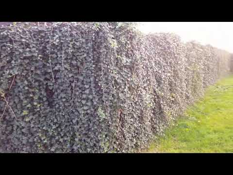 Efeu - Hedera helix massenhaft in kurzer Zeit vermehren