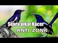 Suara Pikat Kacer Anti Zonk Ampuh 100 Memanggil Kacer Liar