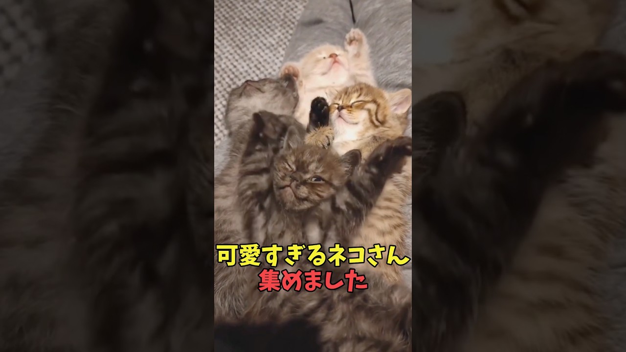 絶対孫みたいに可愛い猫映像#猫　#猫のいる暮らし　#猫動画　#ねこ　#可愛い　#かわいい　#可愛すぎる　#2ch　#癒し　#ペット　#動物　#2ch 　#shorts
