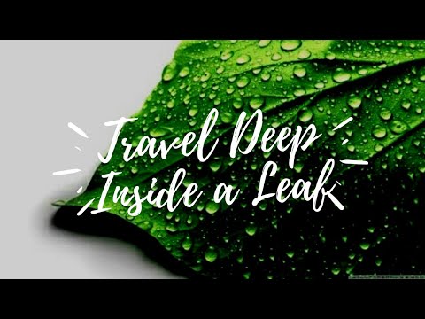 Travel Deep Inside a Leaf