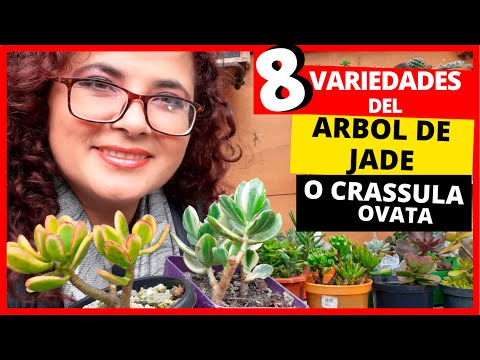 , title : 'Crassula Ovata o Arbol de Jade y sus  8 VARIEDADES'