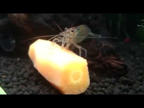 Amano Shrimp Feeding from Carrot