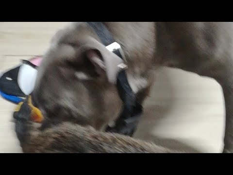 #Hairo #dogs #perros #perro #pitbull #pitbulldog #barcelona #españa #cute