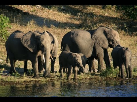 Chobe National Park: Botswana