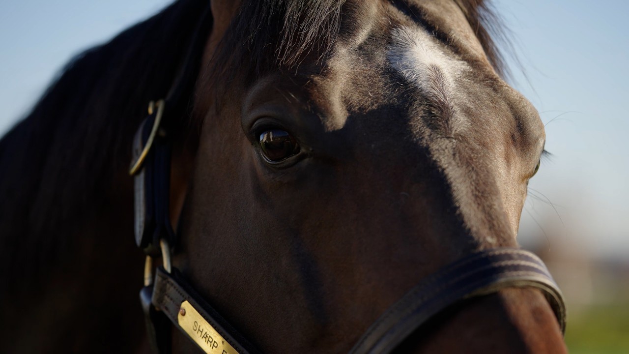 Stallion Video - Sharp Frank