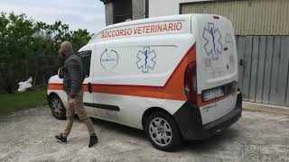 strage-di-animali-in-una-fattoria-ad-ariano-irpino