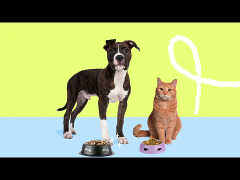 PetFlow - Pet Food Delivery!