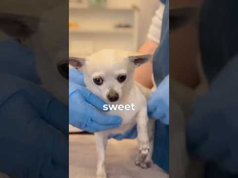 Tiny dog saved during LA fires surprises everyone after her leg needs to be amputated