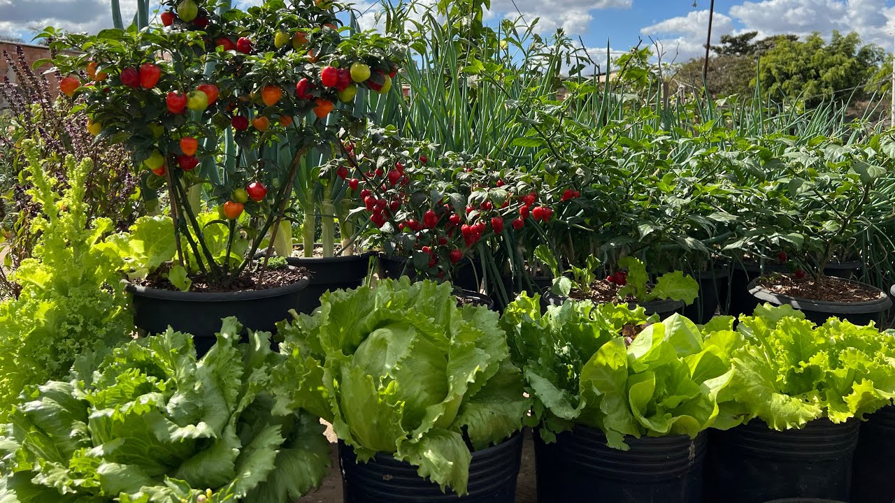Tour na horta em vaso veja como ficou tudo organizado