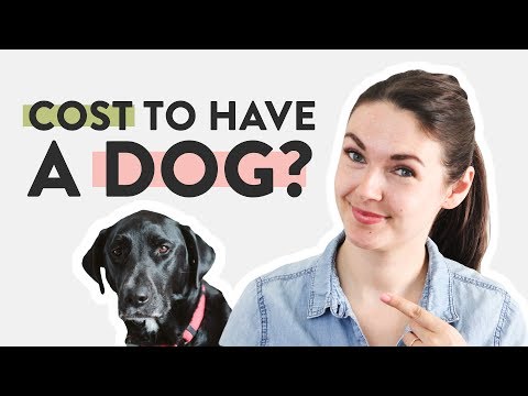 YouTube video about: How much does it cost to stitch up a dog?