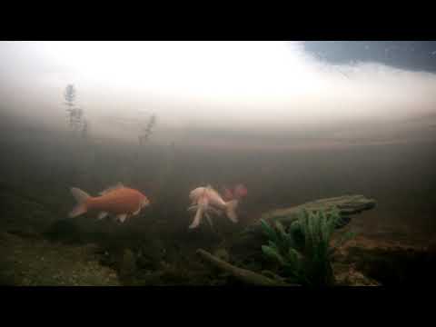 Vinter i trädgårdsdammen 2021-01-10!