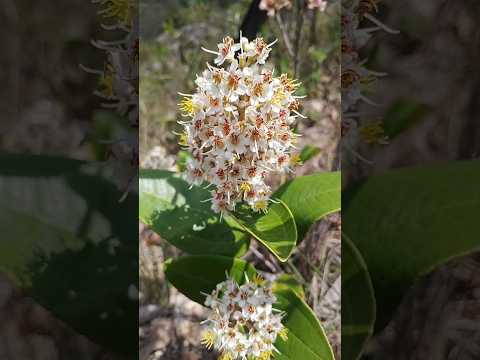 VLOG MORANDO SOZINHA: BELEZAS NATUAIS DE GOUVEIA/MG. #natureza #vlog #GouveiaMG