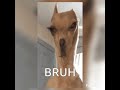LOL Meme Shorts Memes Lol