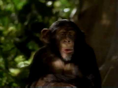 George Of The Jungle - TV Trailer 2 - 1997 - Brendan Fraser & Leslie Mann