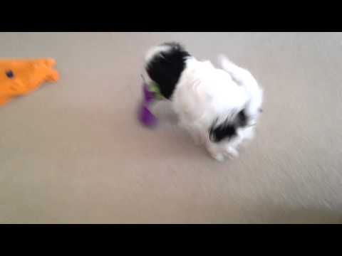 Kylo Sean the Cavachon vs his Barney toy