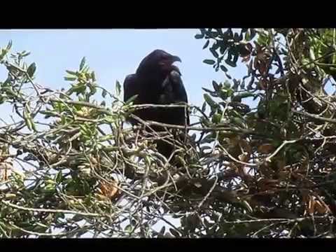 Juvenile Common Raven Vocalizations