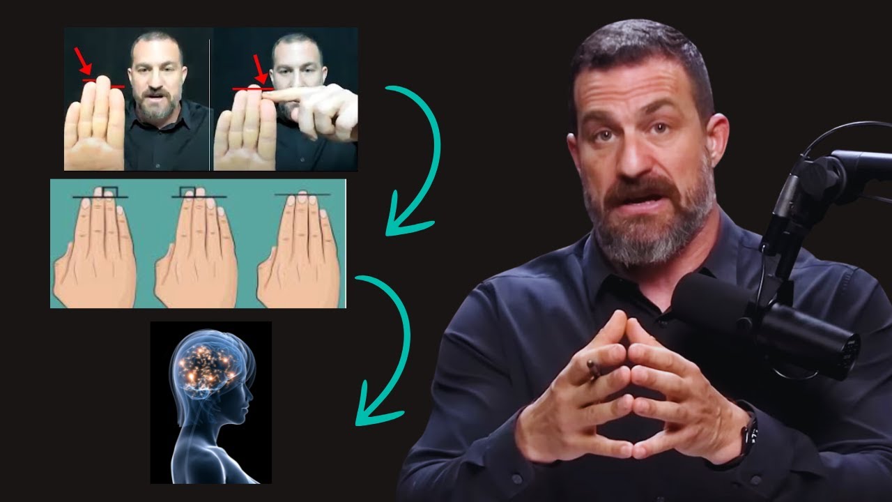 Seu Dedo Anelar é Maior? Descubra o Que Isso Revela Sobre Seu Cérebro! Andrew Huberman