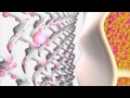Slim N Lift Infused Animation