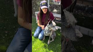 Video preview image #1 Mutt Puppy For Sale in Pasadena, CA, USA