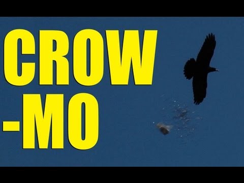 Fieldsports Britain – Crowman’s biggest day Fieldsports Britain – Crowman’s biggest day