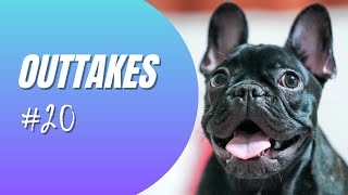 Französische Bulldogge Outtakes Teil 20 - Alles geht schief!