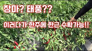 그 강한 태풍과 장마에 살아남아 아직도 힘이 팔팔한 고추의 비법은? 전국 1등 먹을만한 노지 고추의 달인
