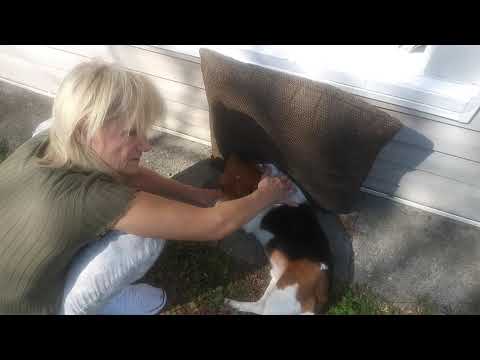 Dog has seizure, runs away start having seizure makes it back to kitchen window