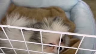 ポメラニアンの動画01