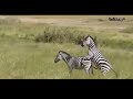 Animals Zebra Meeting Watch The Birth Of A Zebra