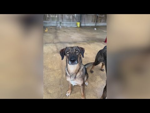 Fawna has been waiting four years to be chosen | Forgotten Friends - YouTube