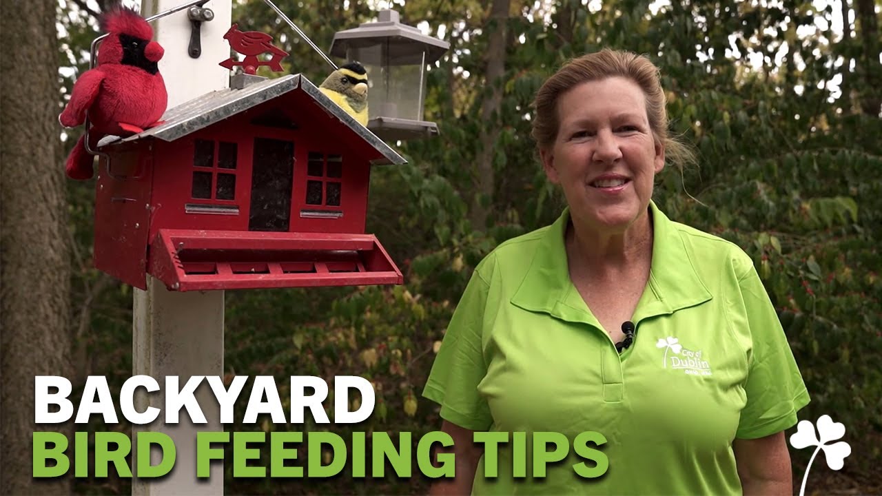 Dublin's Backyard with Barbara Ray: Backyard Bird Feeding Tips