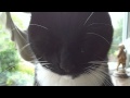Tuxedo Cat Face