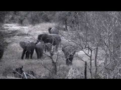 Djuma: Elephant breeding herd grazing - 17:58 -  08/26/18