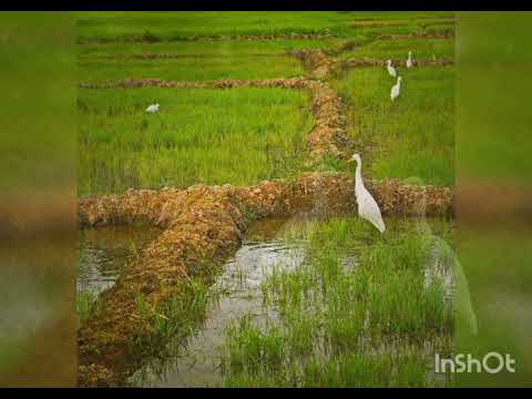 Raasave unnai vidamatten| Interlude | Ilaiyaraja