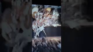 Tesla Rock me to the top of live 1988