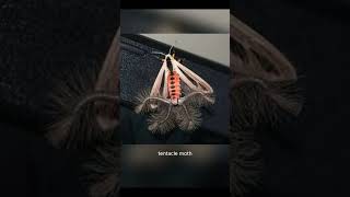 Download lagu Australian Moth #shorts #moth #yt #yt video #viral mp3