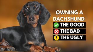 Owning a Dachshund: The Good, The Bad, The Ugly