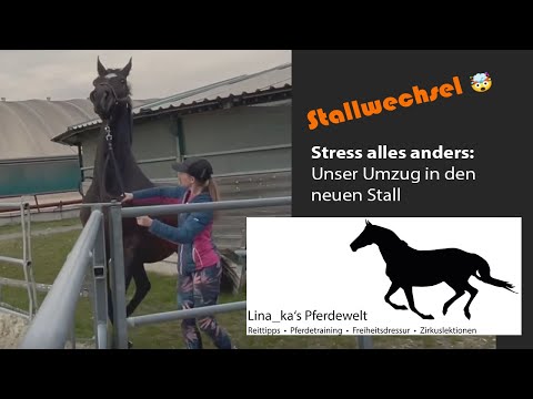 Stallwechsel | Stress | Unser Umzug in den neuen Stall 😍😜