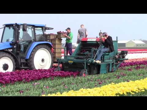 TULIP HARVEST, Lisse Holland, April 2014