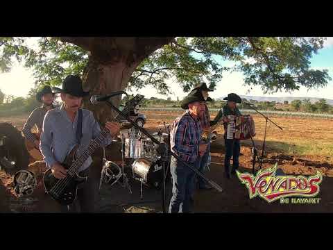 La De Los Hoyitos "VENADOS DE NAYARIT" Session Live 2020 (Desde Amatitan, Jal.)