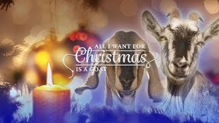 Silent Night (Goat Edition)