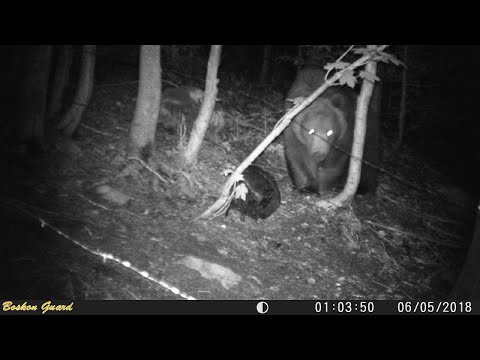 L'orso Elisio si muove tra i boschi della Carnia