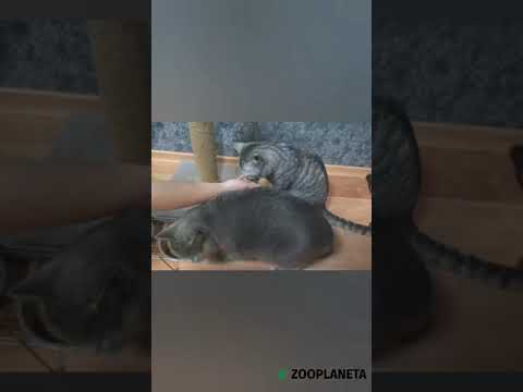 Сухой корм для стерилизованных кошек Advance (Эдванс) Sterilized Adult с индейкой 1.5 кг - фото 1 - id-p1347637118