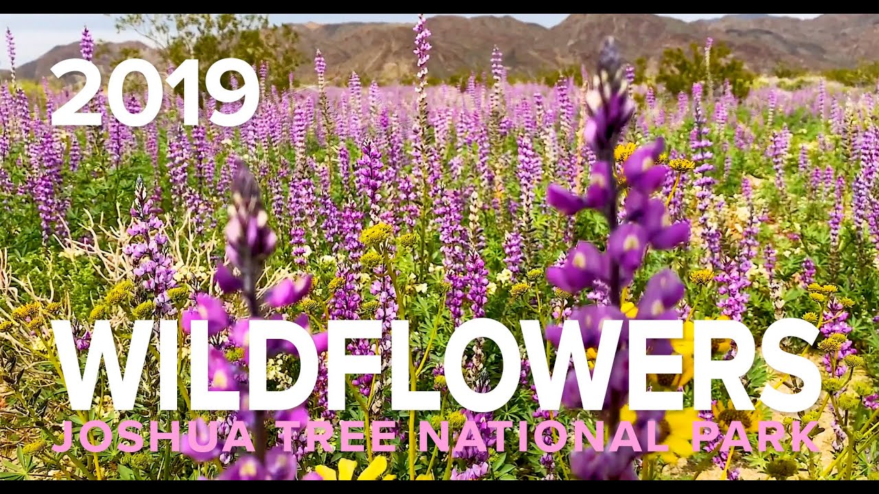 Joshua Tree Wildflowers 2019