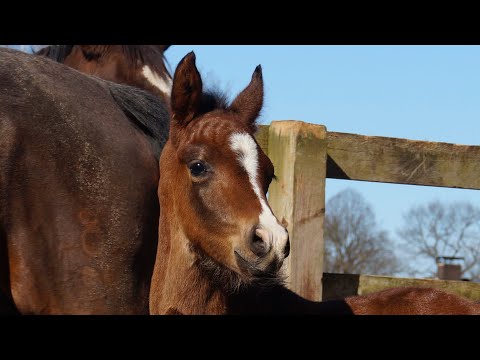Stutfohlen von Zoom und V.Pr.St. Romy v. Romanov - Sir Donnerhall geb. 03/22